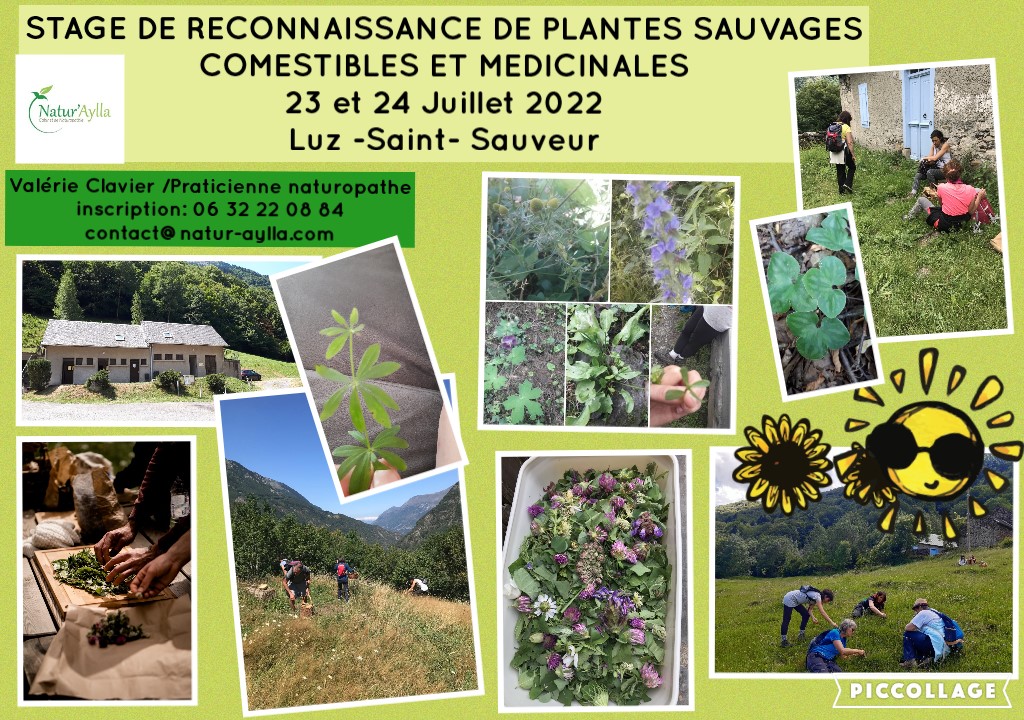 Stage de reconnaissance de plantes comestibles et médicinales 23 et